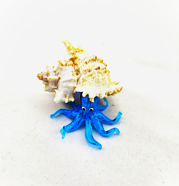 Octopus im Muschel